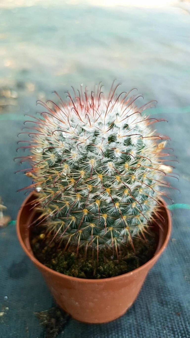 Siracactus-Cactus-Mammillaria-bombycina-3.jpg