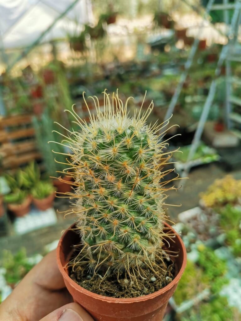 Siracactus-Cactus-Mammillaria-bombycina-cv-albispina.jpg