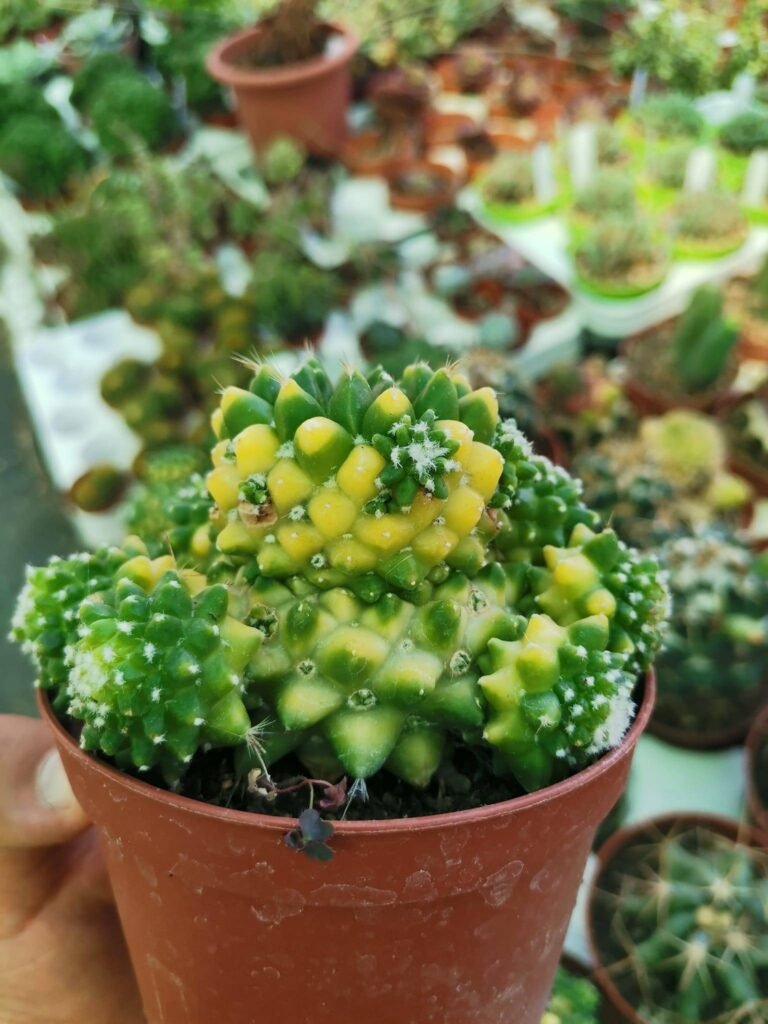 Siracactus-Cactus-Mammillaria-bucareliensis-cv-erusamu-variegata.jpg