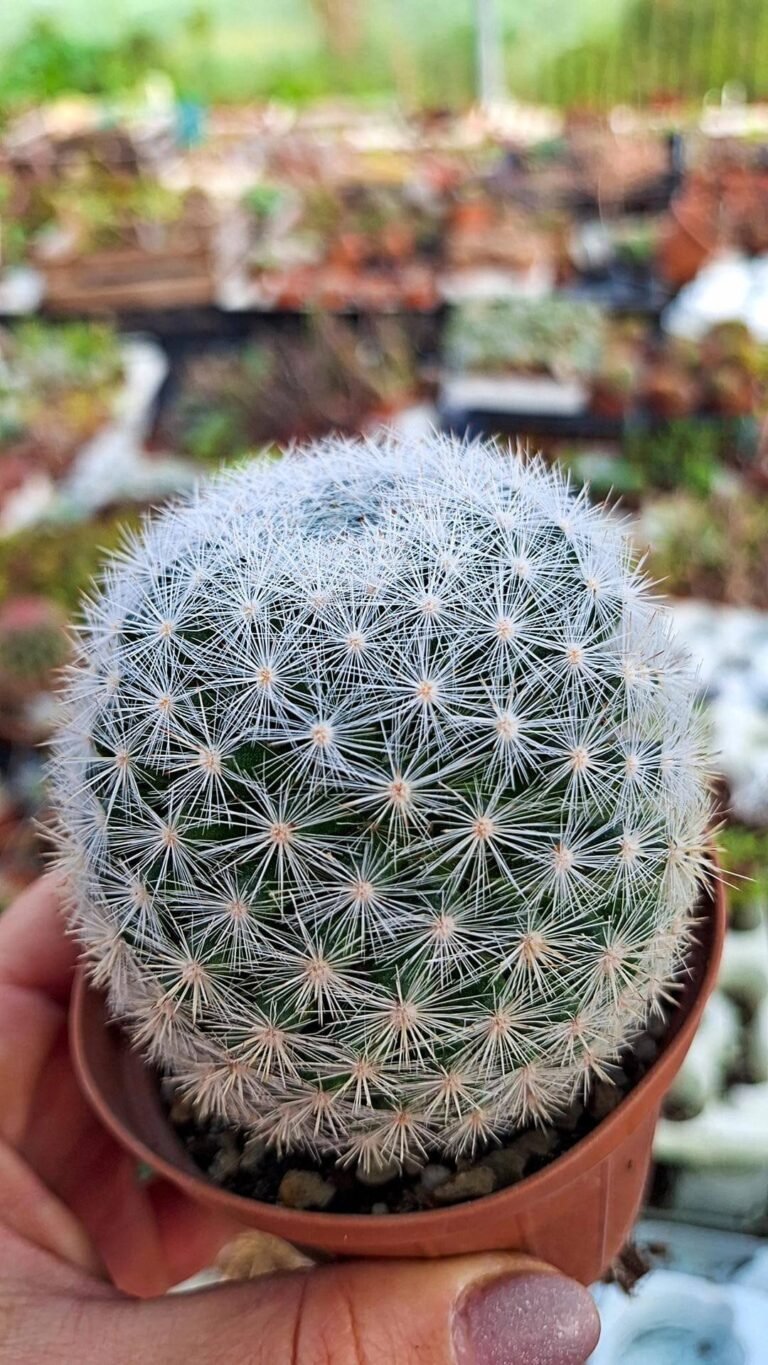 Siracactus-Cactus-Mammillaria-candida.jpg