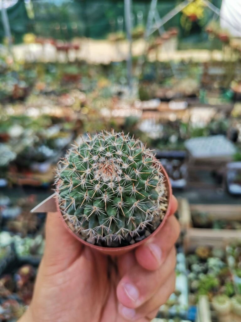 Siracactus-Cactus-Mammillaria-chinocephala-2.jpg