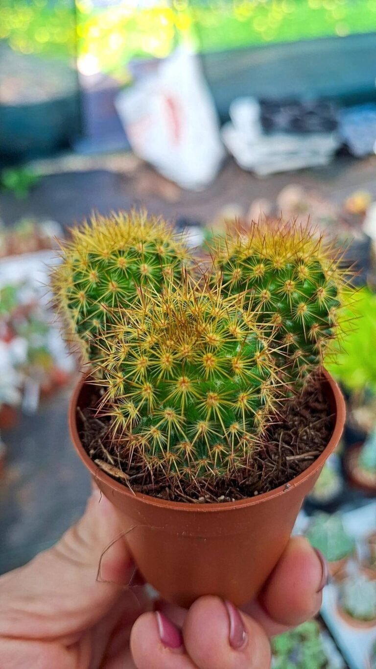 Siracactus-Cactus-Mammillaria-columbiana.jpg