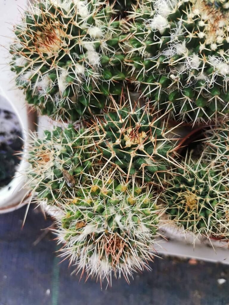 Siracactus-Cactus-Mammillaria-compressa-1.jpg