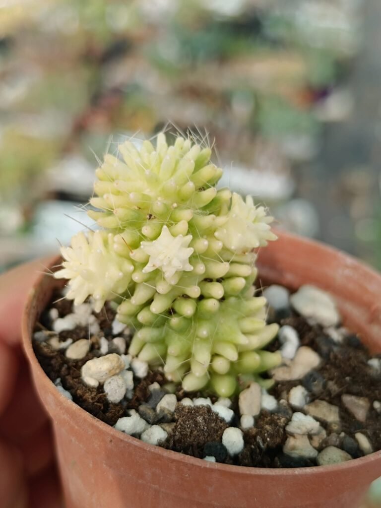 Siracactus-Cactus-Mammillaria-crinita-subs.-painteri-variegata.jpg