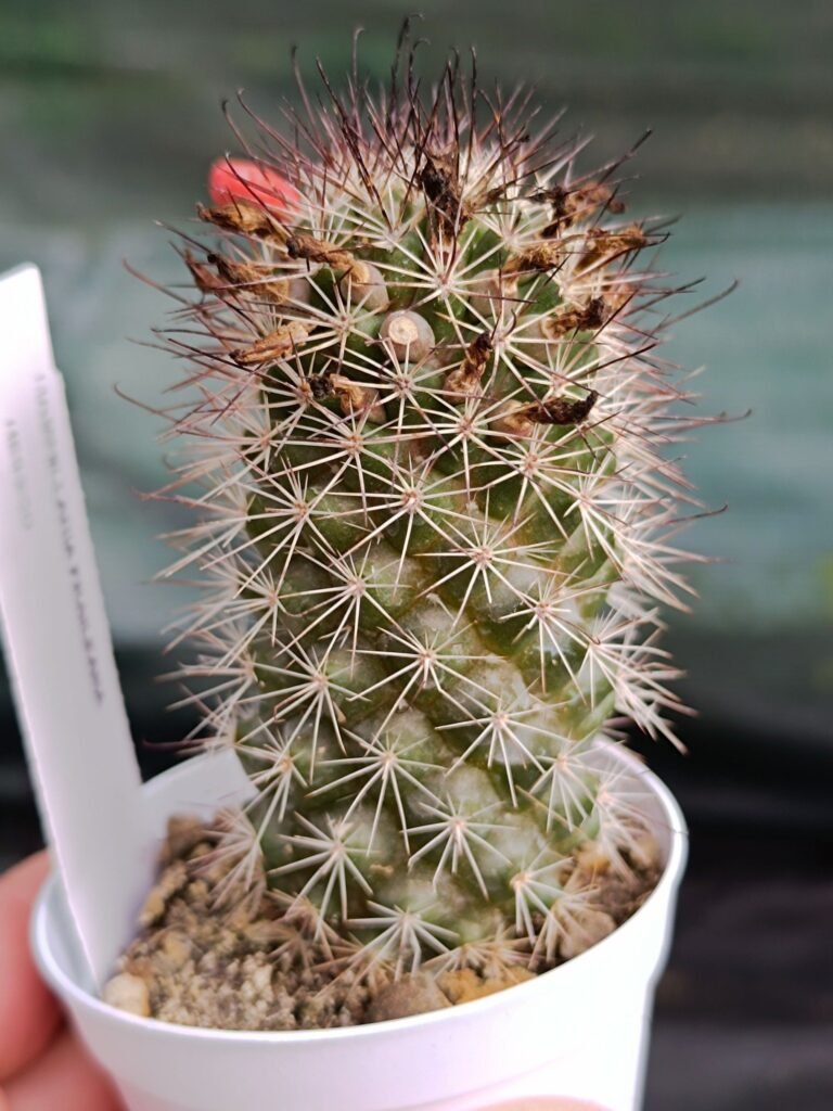 Siracactus-Cactus-Mammillaria-fraileana.jpg
