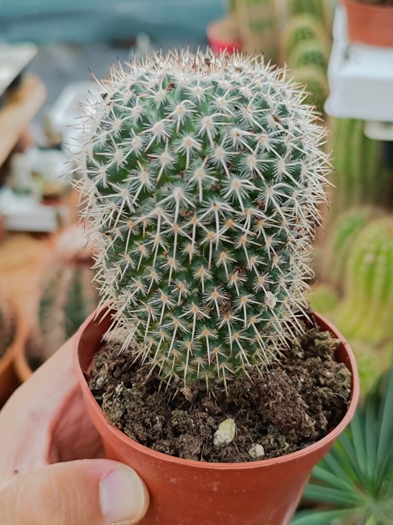Siracactus-Cactus-Mammillaria-geminispina-1.jpg