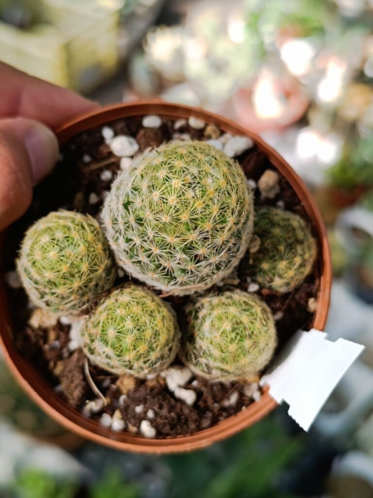 Siracactus-Cactus-Mammillaria-giselae.jpg