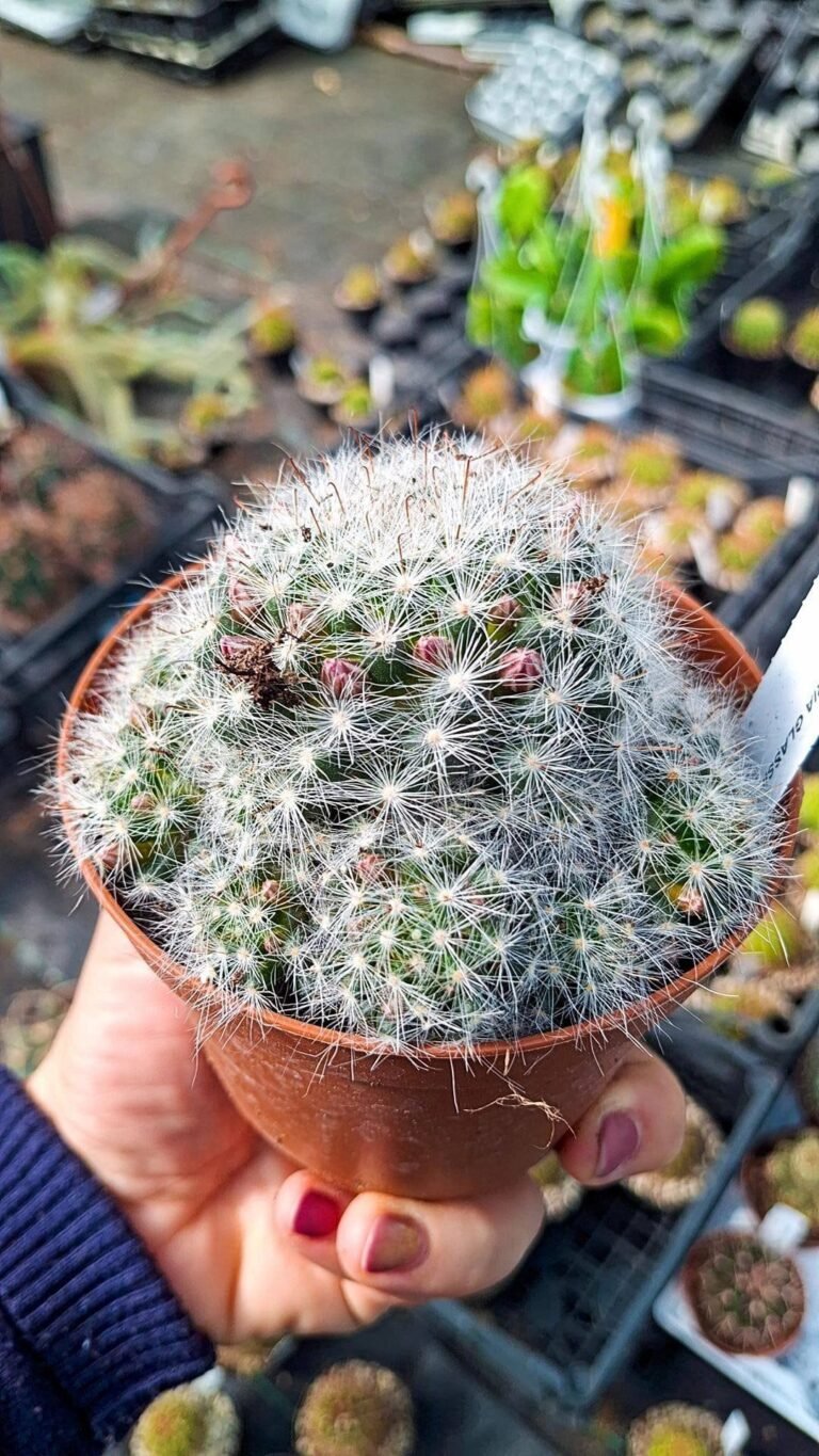 Siracactus-Cactus-Mammillaria-glassii.jpg