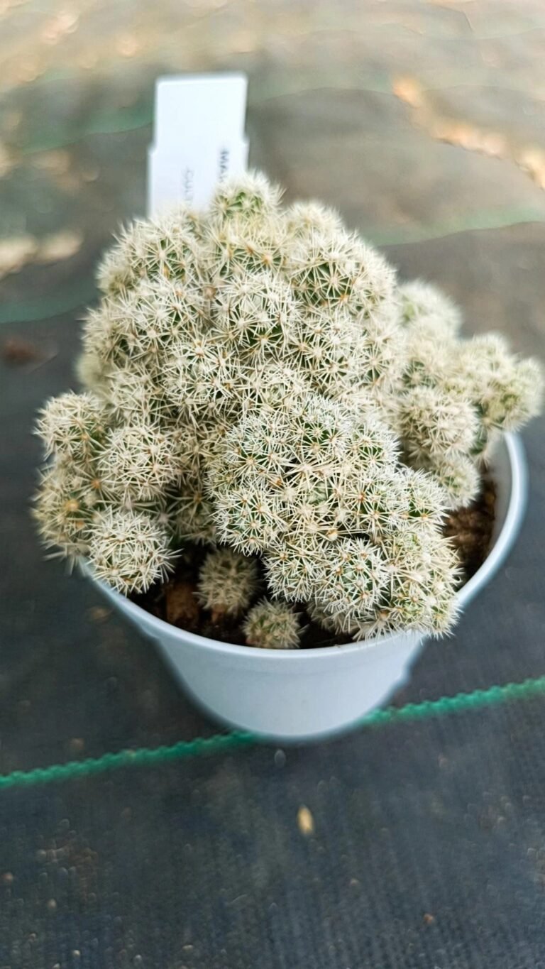 Siracactus-Cactus-Mammillaria-gracilis-Arizona-snowcup.jpg