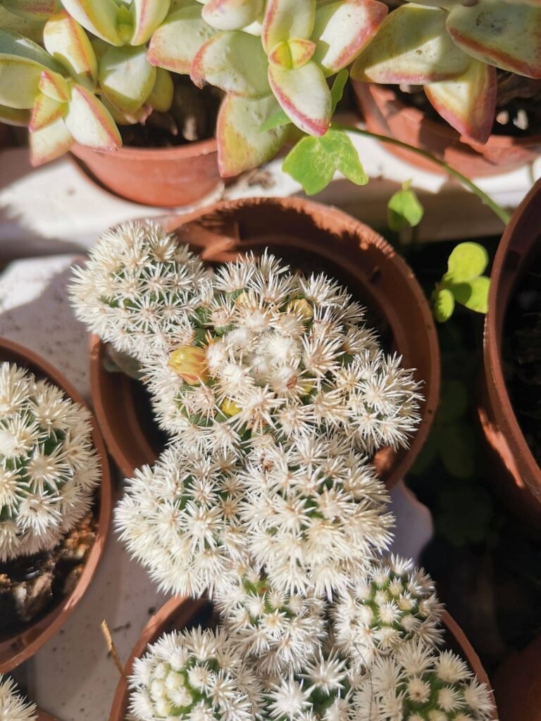 Siracactus-Cactus-Mammillaria-gracilis-cv-Arizona-snowcap.jpg