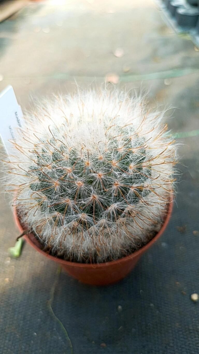 Siracactus-Cactus-Mammillaria-guelzowiana.jpg
