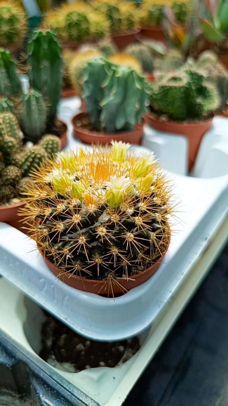 Siracactus-Cactus-Mammillaria-in-fioritura.jpg