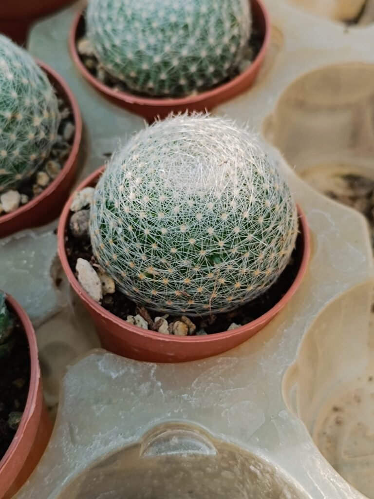 Siracactus-Cactus-Mammillaria-lenta-1.jpg