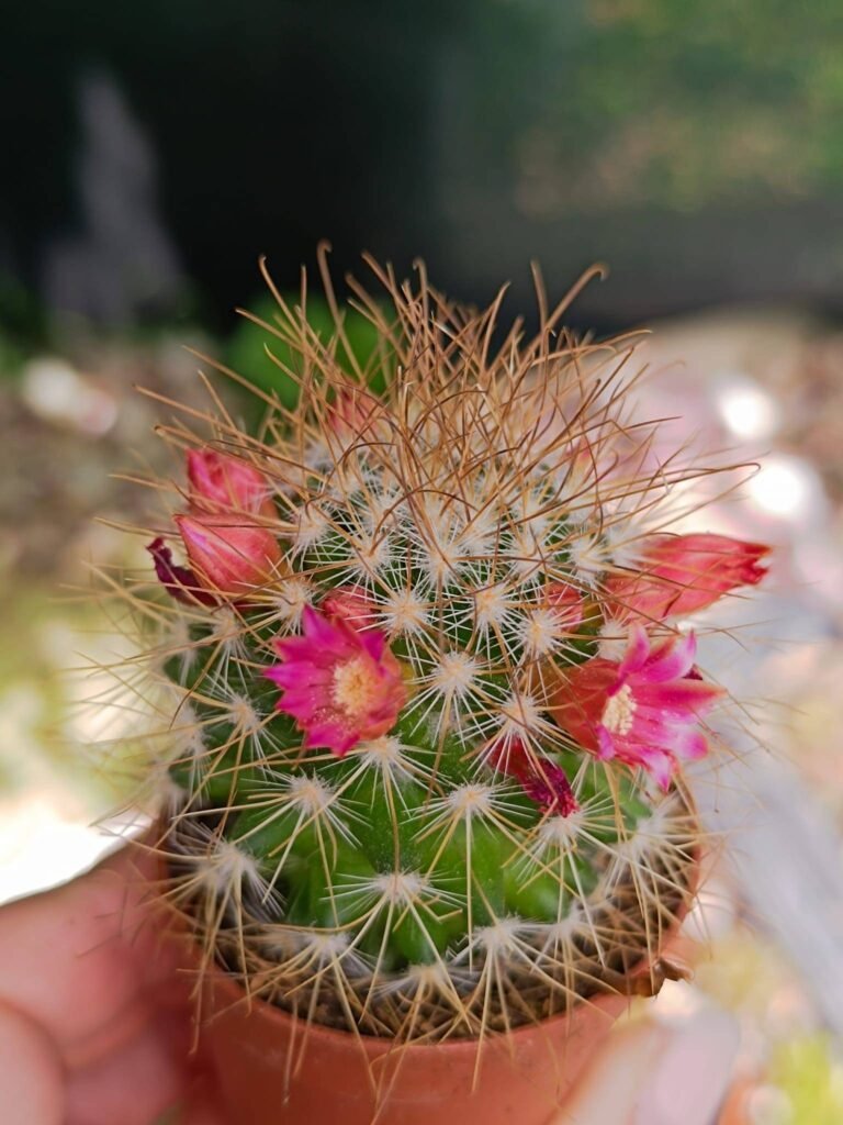 Siracactus-Cactus-Mammillaria-longispina.jpg