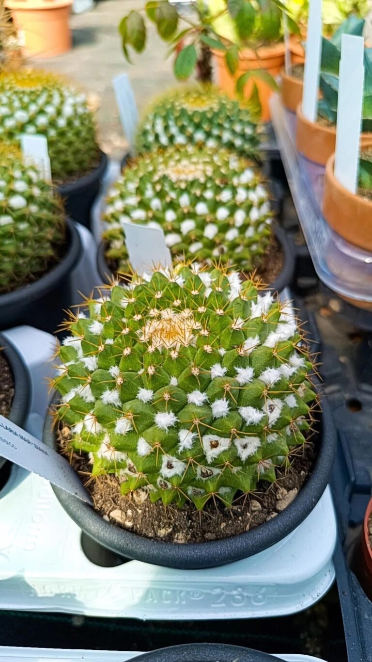 Siracactus-Cactus-Mammillaria-marksiana-5.jpg