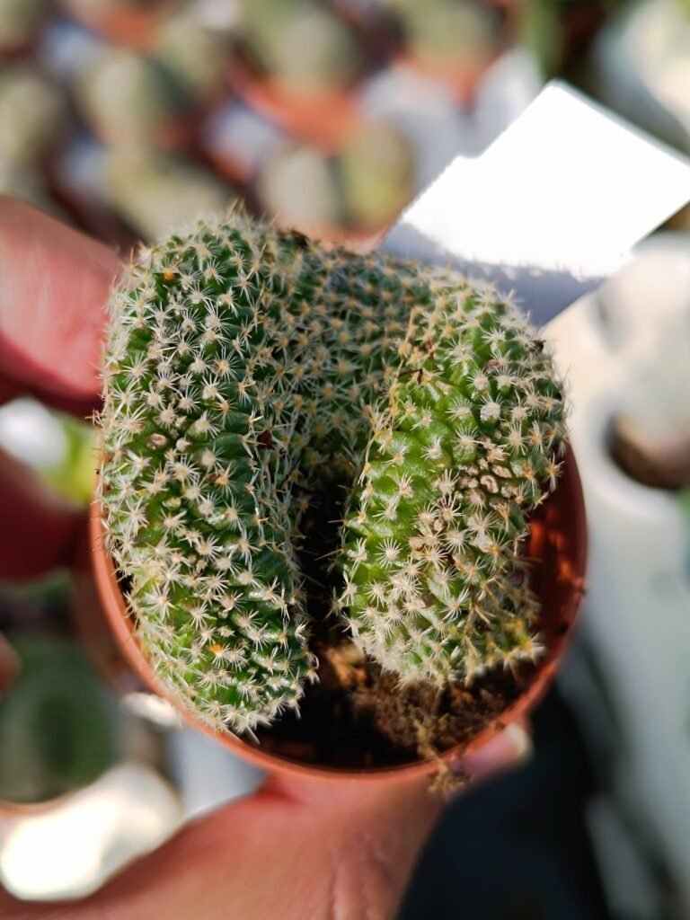 Siracactus-Cactus-Mammillaria-matudae-crestata.jpg