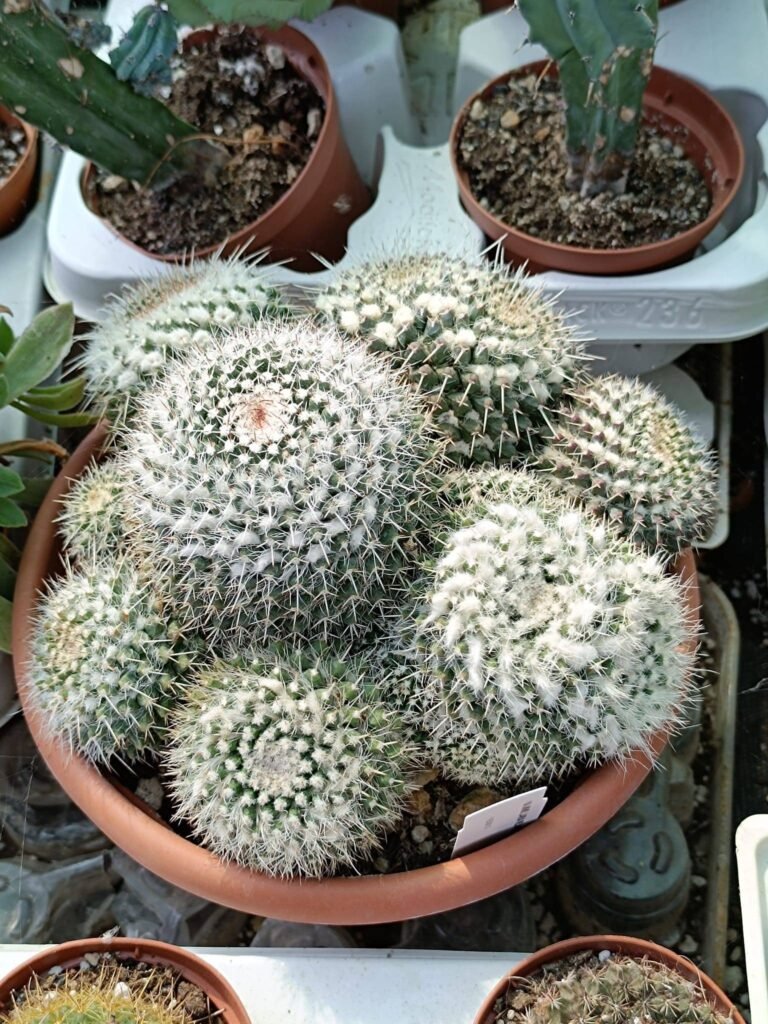 Siracactus-Cactus-Mammillaria-nejapensis-1.jpg