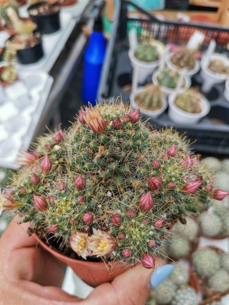 Siracactus-Cactus-Mammillaria-painteri.jpg