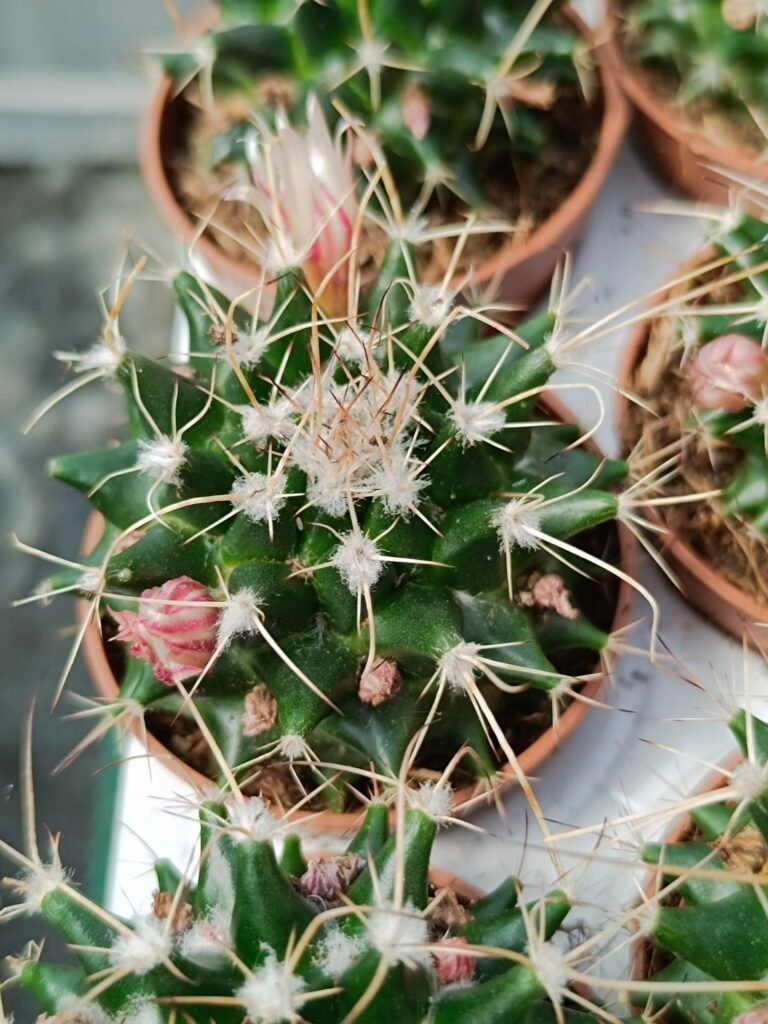 Siracactus-Cactus-Mammillaria-painterii.jpg
