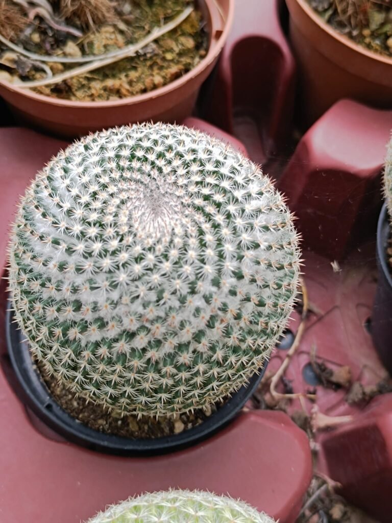 Siracactus-Cactus-Mammillaria-perbella-1.jpg