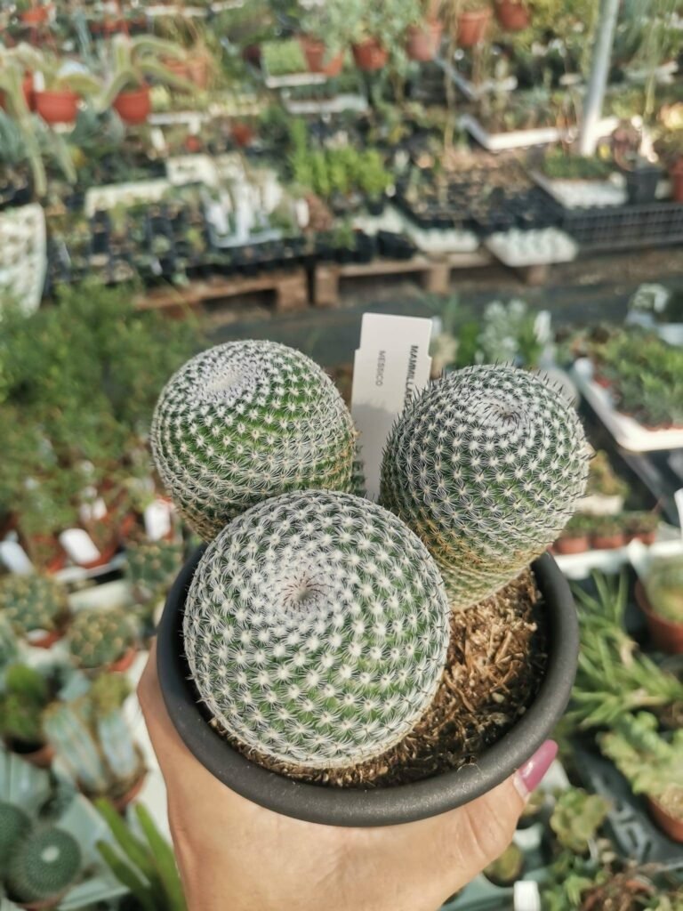 Siracactus-Cactus-Mammillaria-perbella.jpg