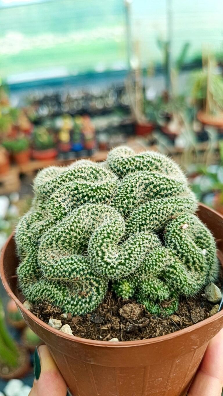 Siracactus-Cactus-Mammillaria-perbella-crestata-2.jpg
