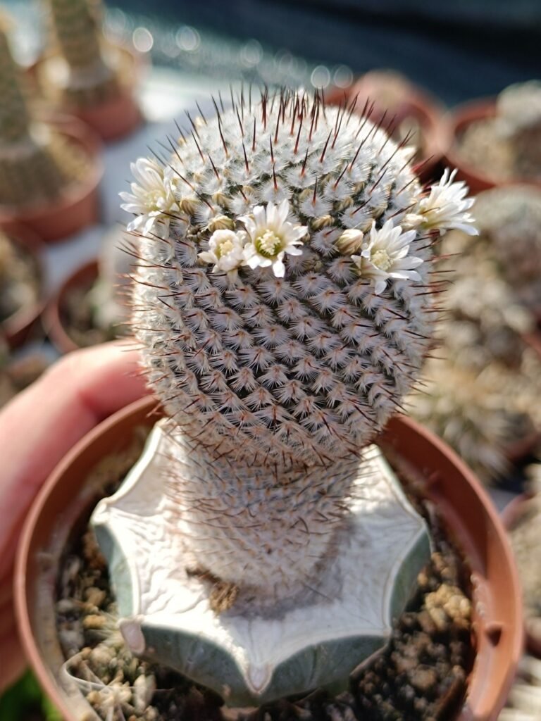 Siracactus-Cactus-Mammillaria-perezdelarosae-innestata.jpg