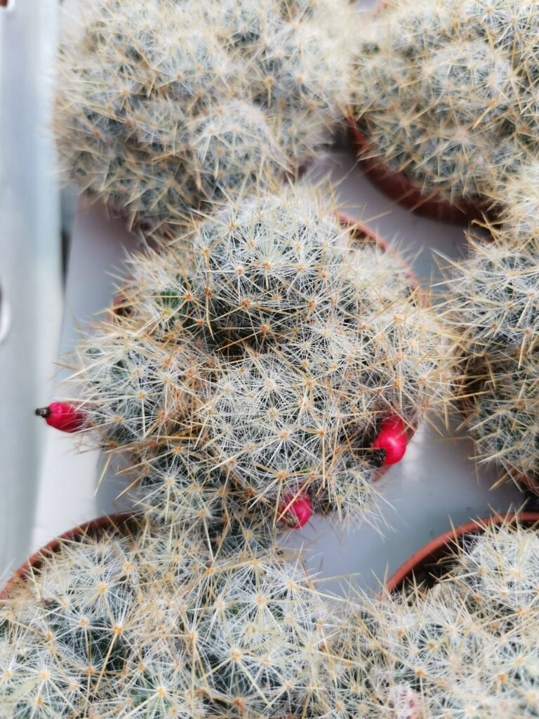 Siracactus-Cactus-Mammillaria-prolifera-fruit-1.jpg