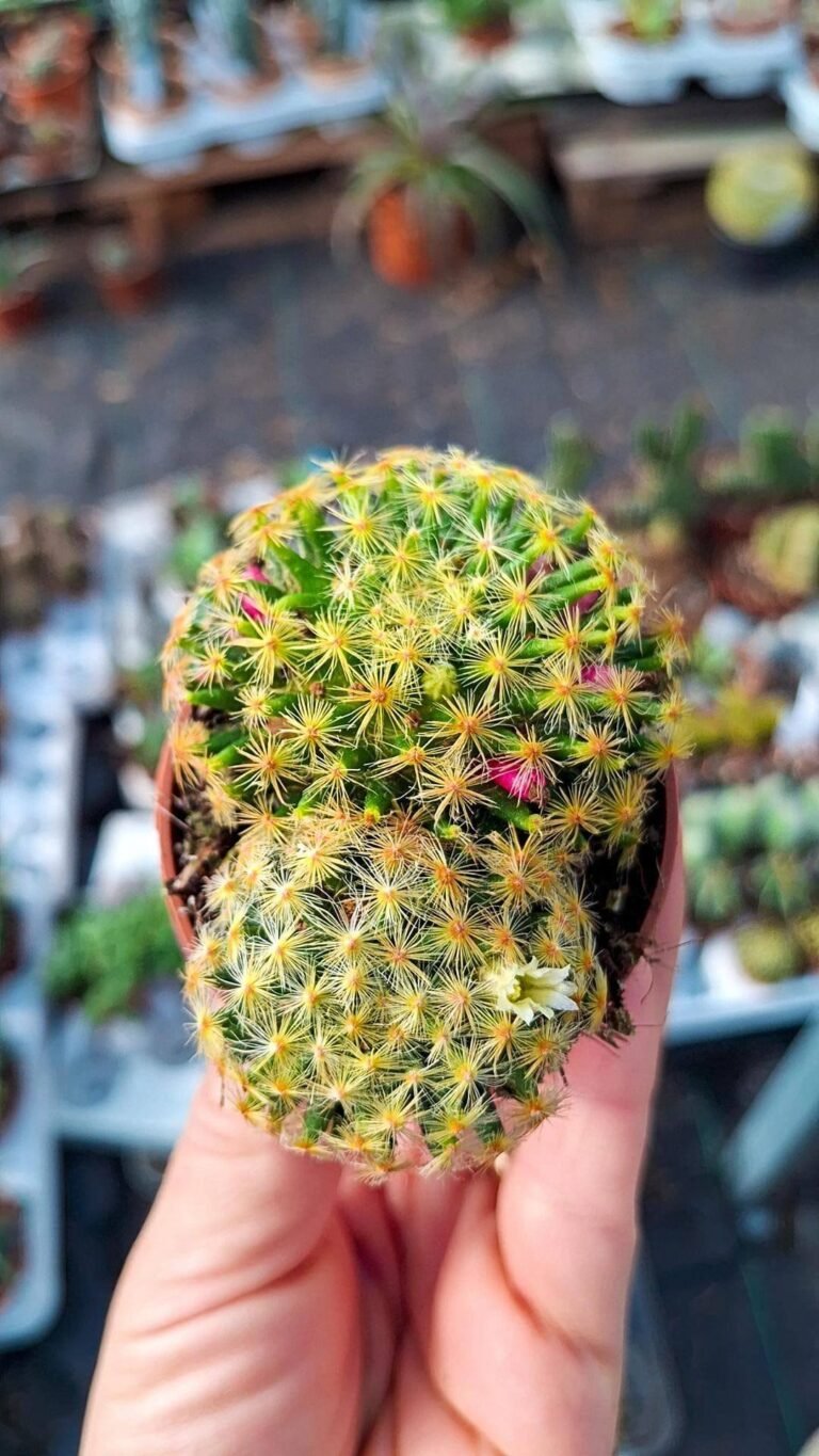 Siracactus-Cactus-Mammillaria-schiedeana.jpg