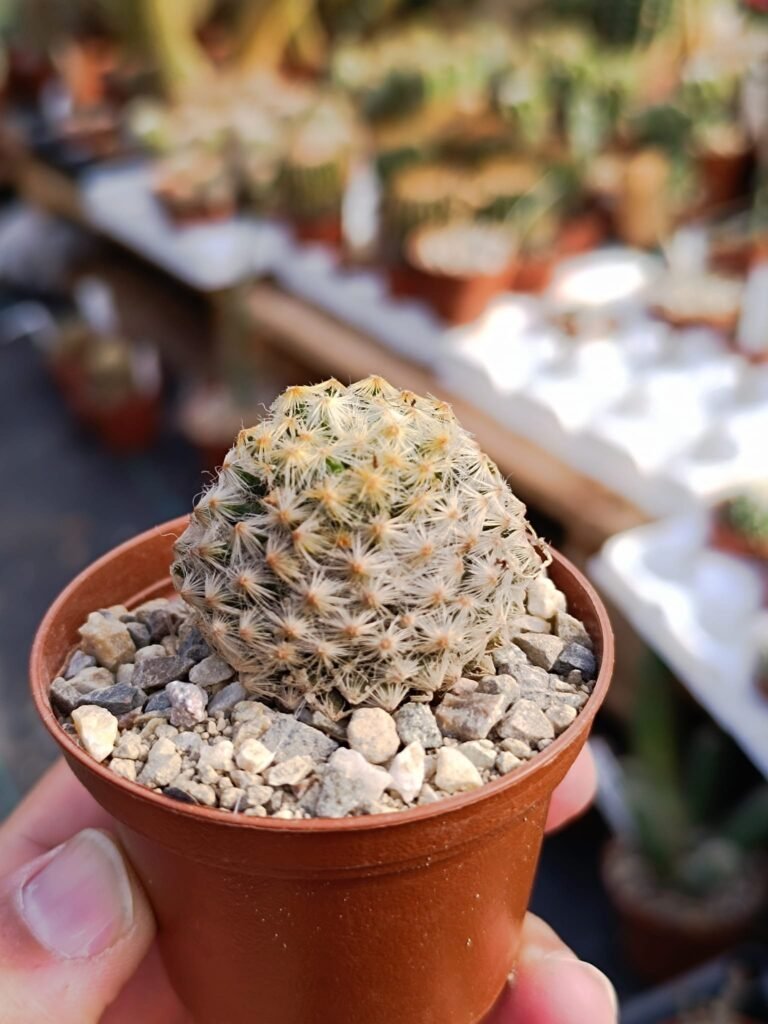 Siracactus-Cactus-Mammillaria-schiedeana-v.-roseiflora.jpg