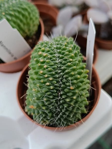 Siracactus-Cactus-Mammillaria-spinosissima-CV-unpico-crestata.jpg