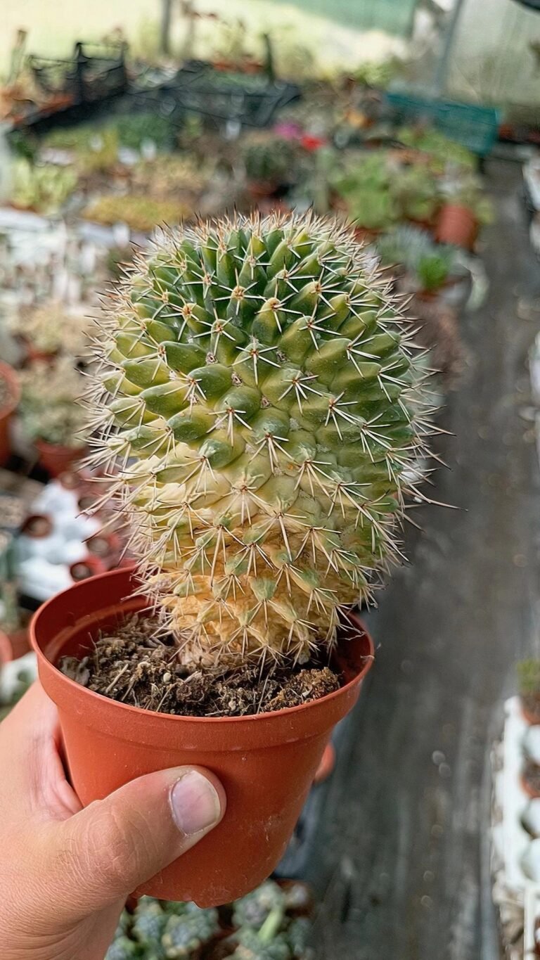 Siracactus-Cactus-Mammillaria-spinosissima-Variegata.jpg