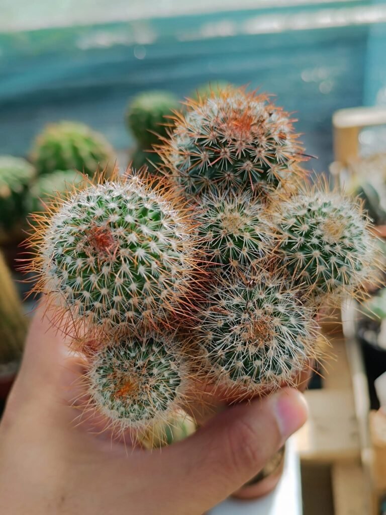 Siracactus-Cactus-Mammillaria-spinosissima-rubra.jpg