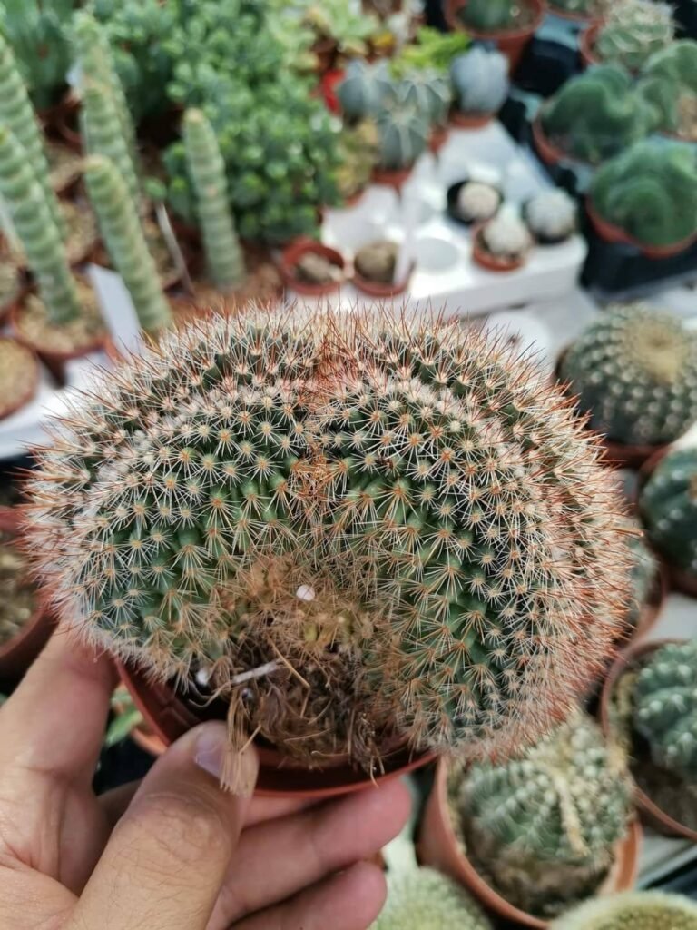 Siracactus-Cactus-Mammillaria-spinosissima-rubra-crestata.jpg