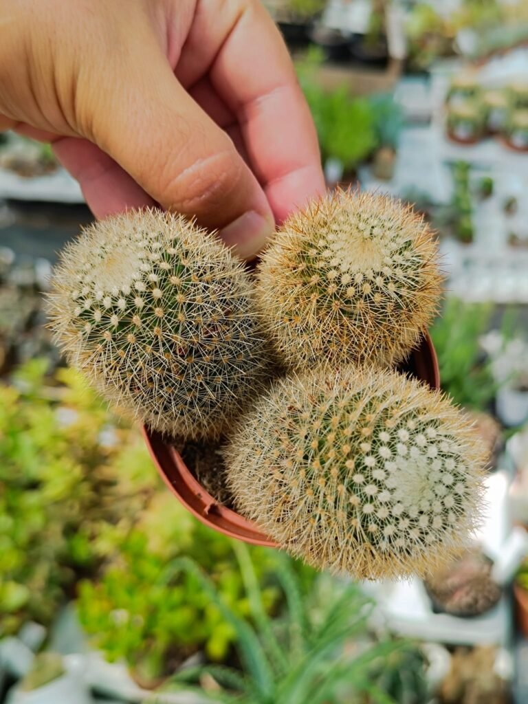 Siracactus-Cactus-Mammillaria-spinosissima-subs-pilcayensis-2.jpg