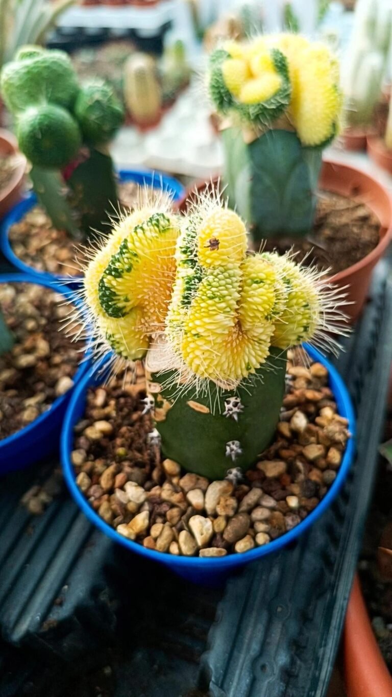 Siracactus-Cactus-Mammillaria-spinosissima-un-poco-crestata-Variegata-innestata.jpg