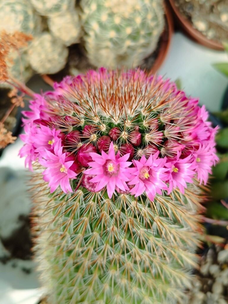 Siracactus-Cactus-Mammillaria-spinosissima-variegata-big-3.jpg