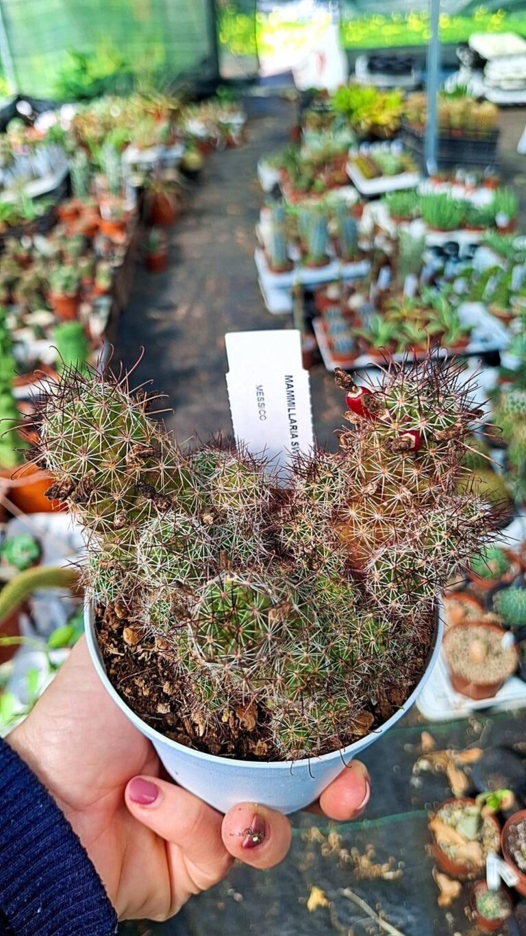 Siracactus-Cactus-Mammillaria-swinglei-1.jpg