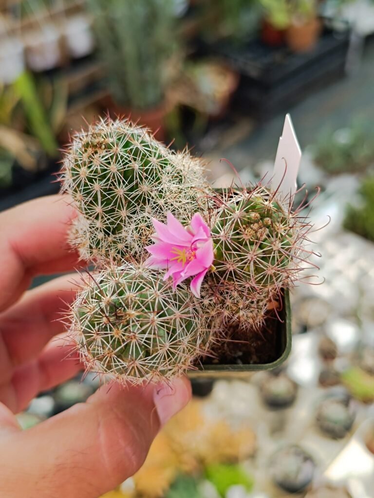 Siracactus-Cactus-Mammillaria-swinglei.jpg