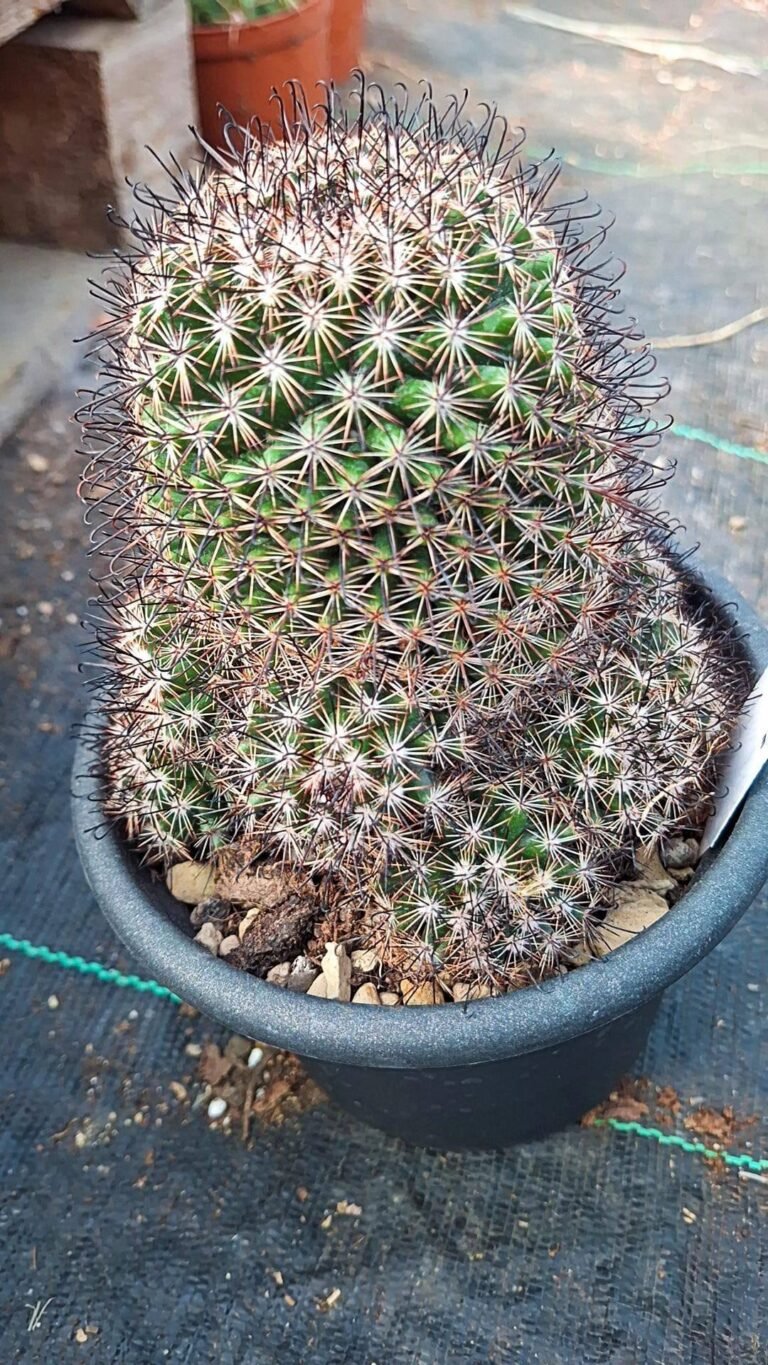 Siracactus-Cactus-Mammillaria-tenango-del-valle.jpg