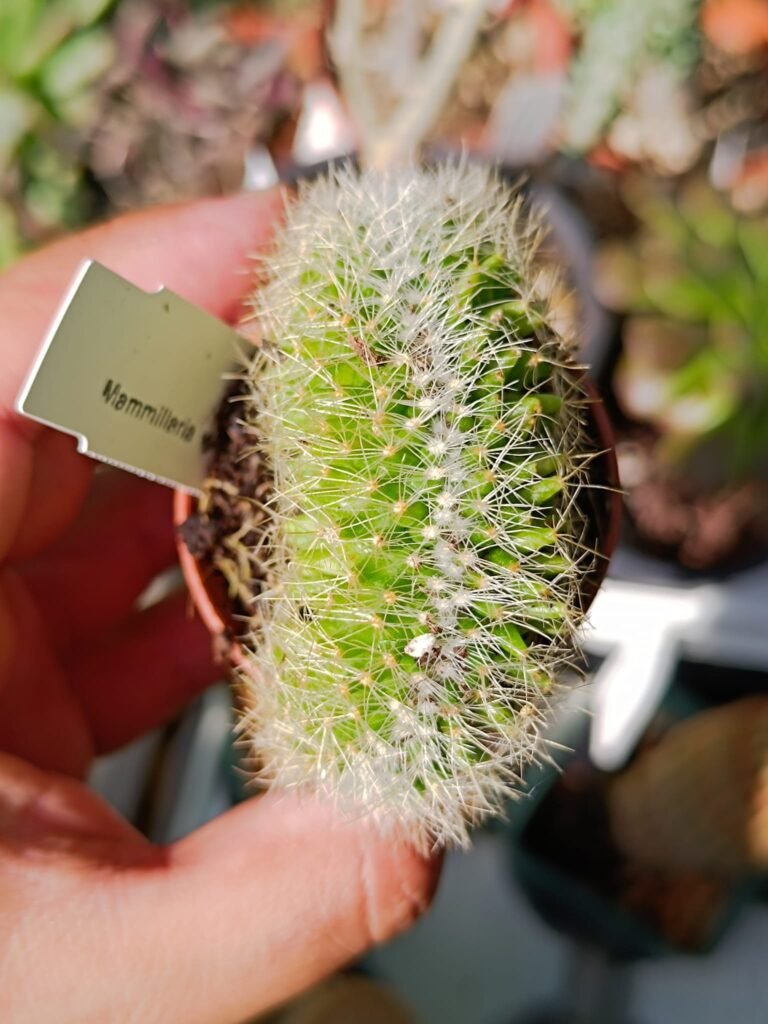 Siracactus-Cactus-Mammillaria-wildii-crestata-2.jpg