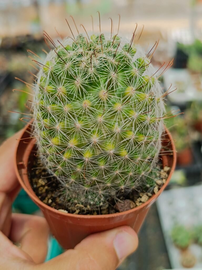 Siracactus-Cactus-Mammillaria-zeilmanniana-variegata.jpg