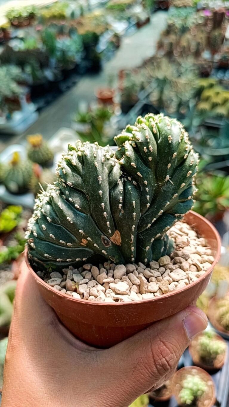 Siracactus-Cactus-Marginatocereus-marginato-crestato-2.jpg