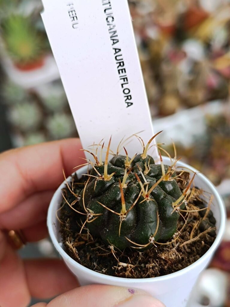 Siracactus-Cactus-Matucana-aureiflora-1.jpg