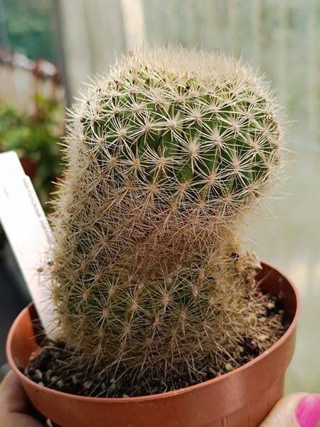 Siracactus-Cactus-Matucana-haynei.jpg