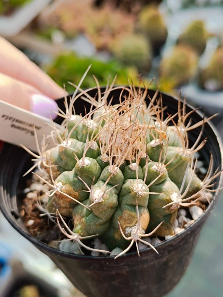 Siracactus-Cactus-Matucana-paucicostata.jpg