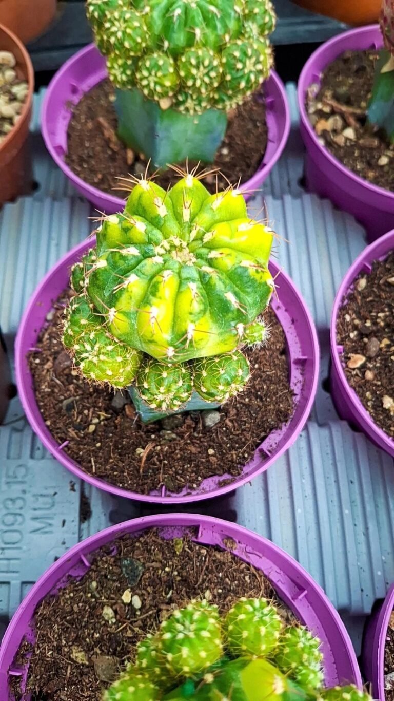 Siracactus-Cactus-Matucana-polzii-Variegata-prolifera-innestata.jpg
