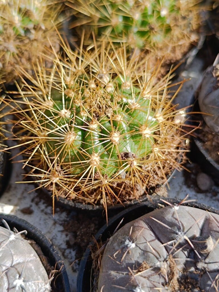 Siracactus-Cactus-Matucana-weberbaueri.jpg