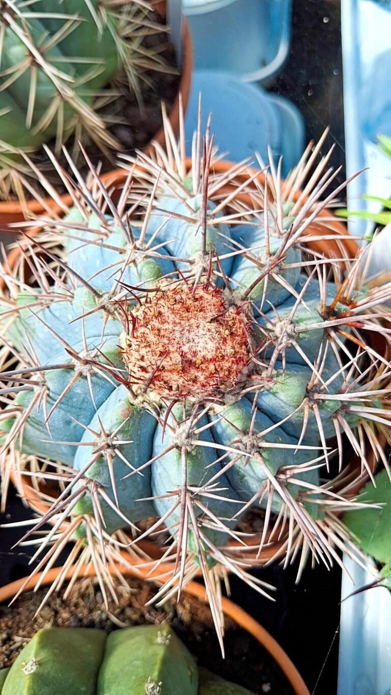 Siracactus-Cactus-Melocactus-azureus-1-1.jpg
