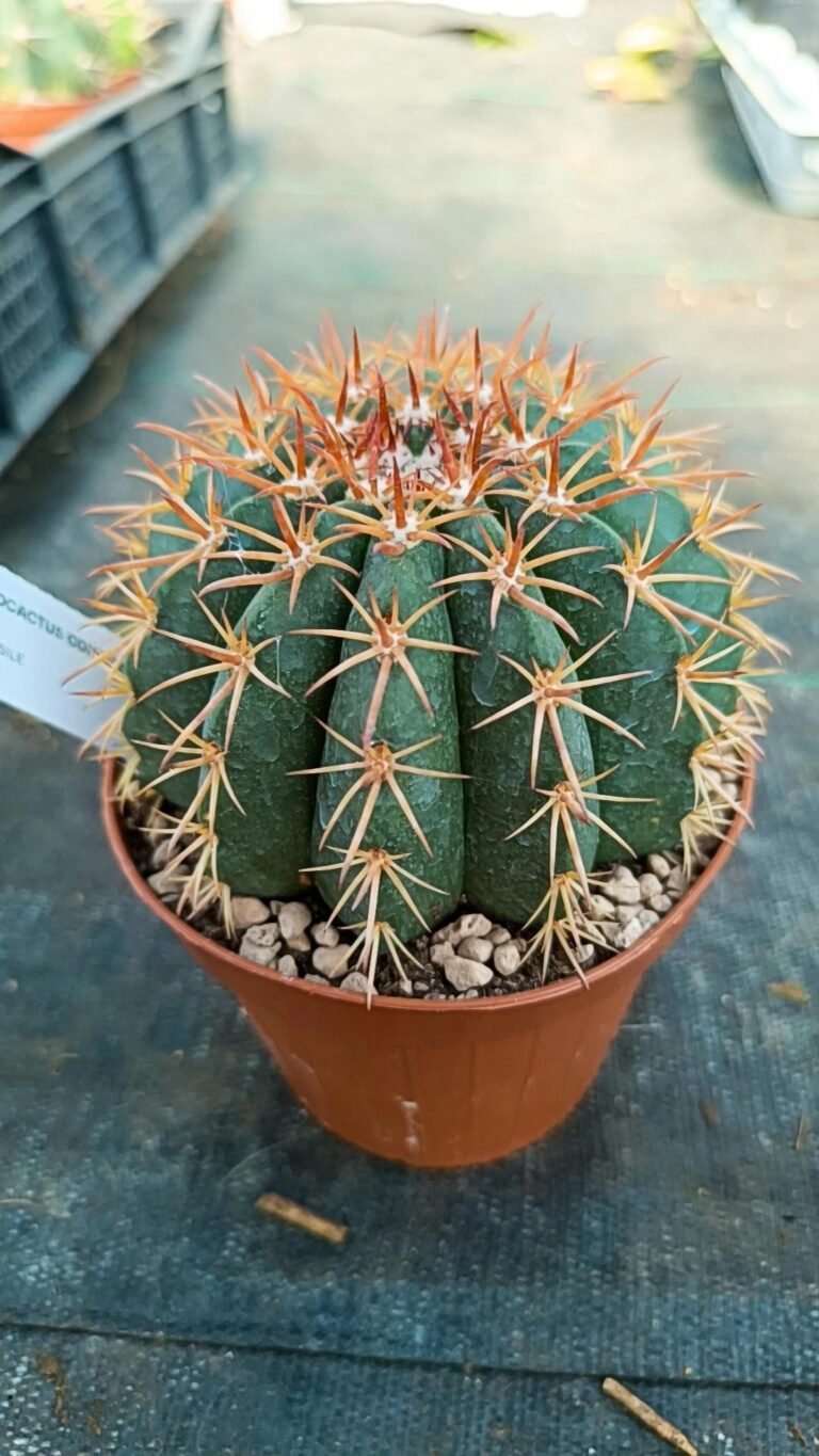 Siracactus-Cactus-Melocactus-conoideus.jpg